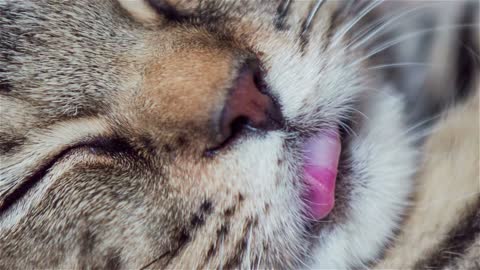 Cat tongue while sleeping close up