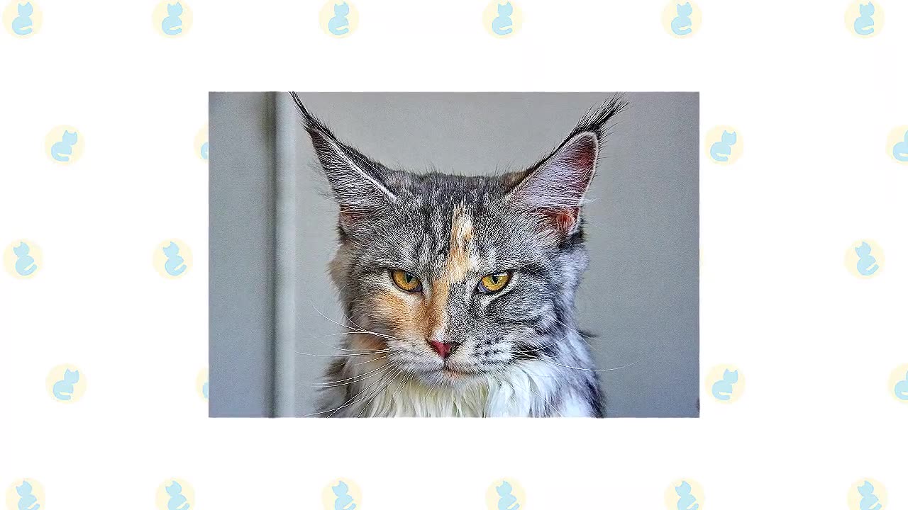 Ragamuffin Cat VS Maine Coon Cat
