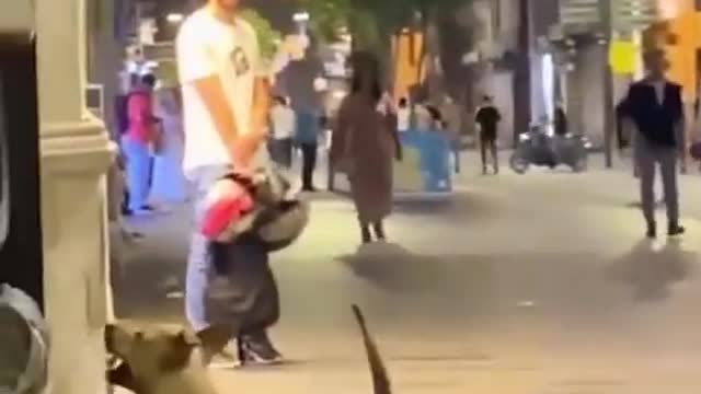 Dog playing with Heart balloon