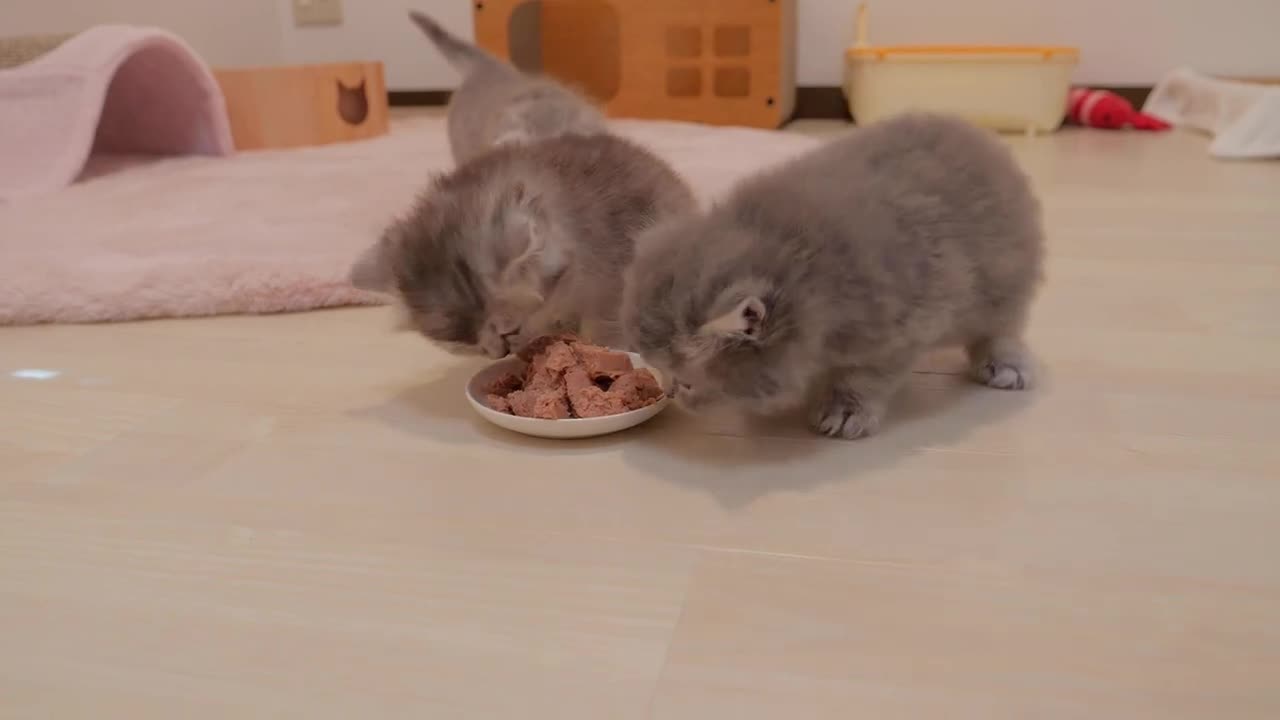 Cute and Hungry purrfect kittens 😍.