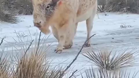 RARE AND MAJESTIC WHITE BISON
