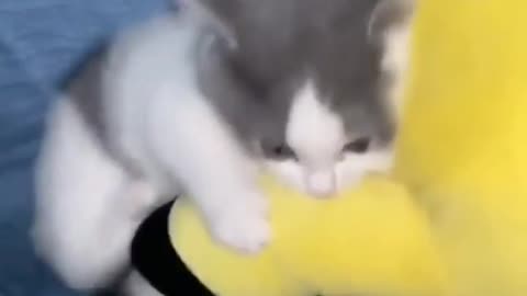 OMG 😱 cute cat 😱😘😘