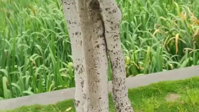 small tree