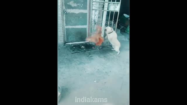 Dog vs Chicken fight | Part-3