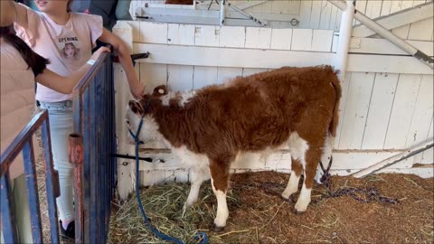 Calf