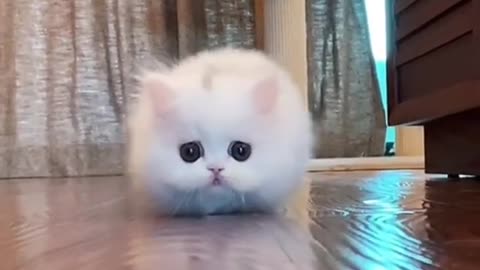 Cute funny small white cat