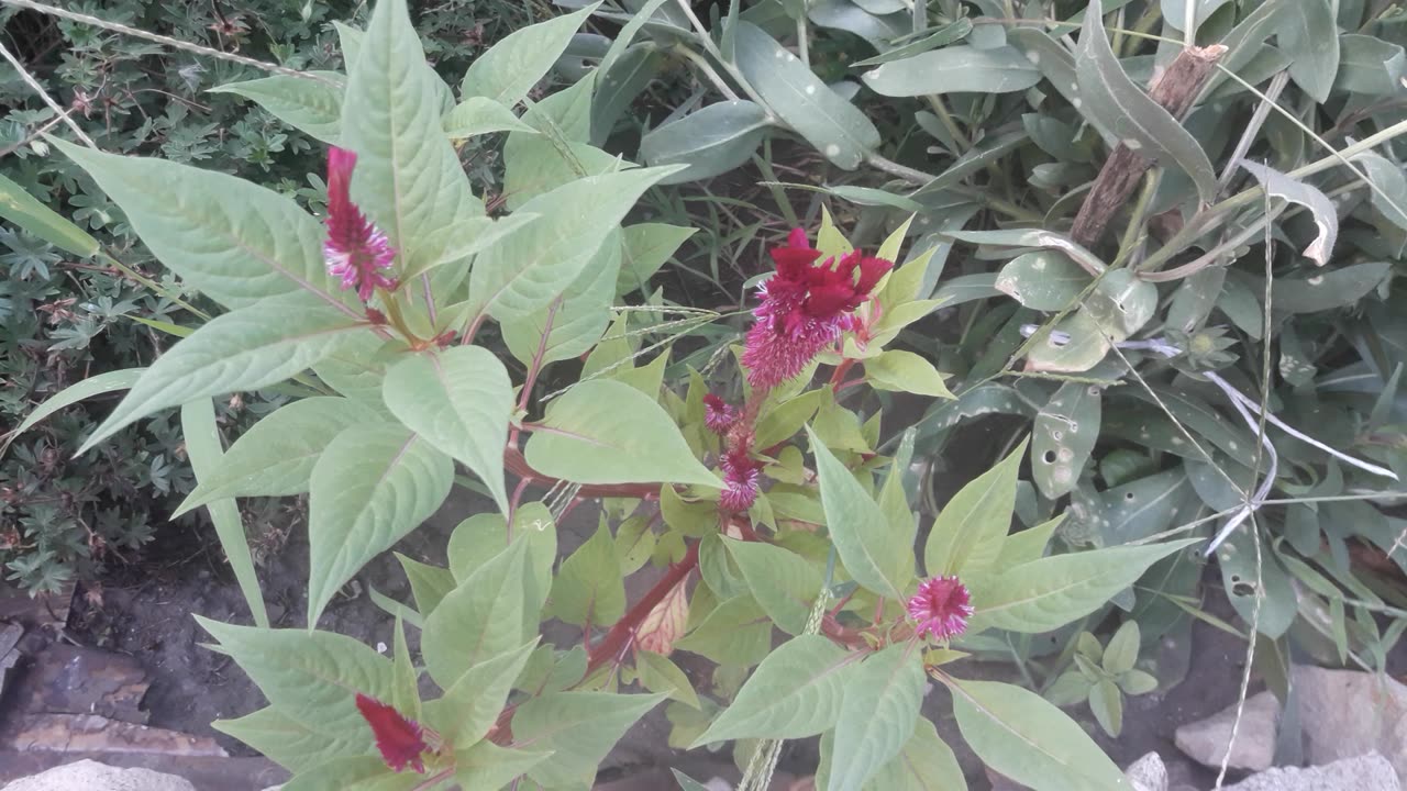 Salvia in its prime