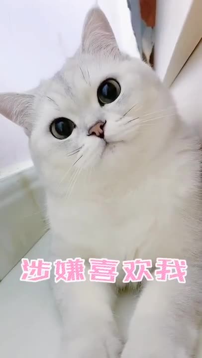 Animals funny and sad 748