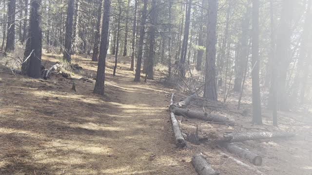 Exiting the Forest – Deschutes River Trail – Central Oregon