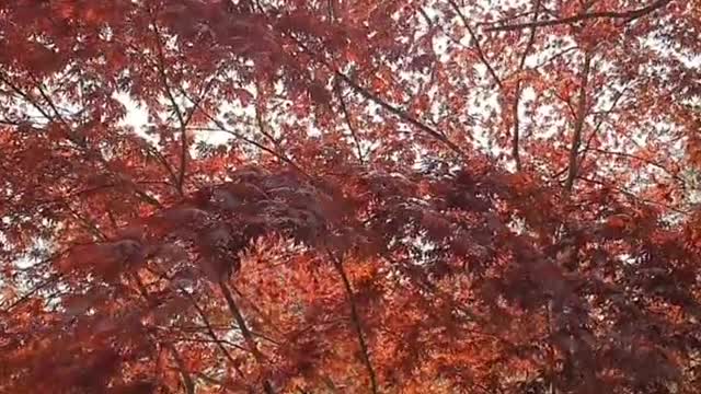 autumn maple maple