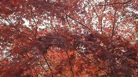 autumn maple maple