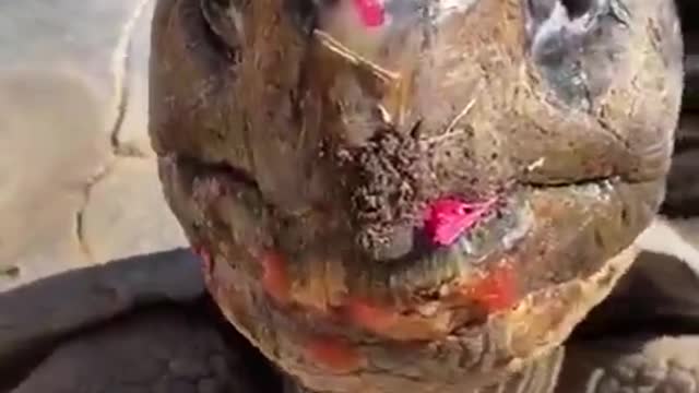 turtle eating watermelon