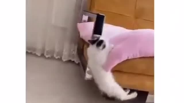 cat barks