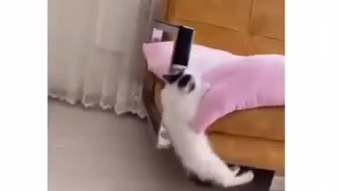 cat barks