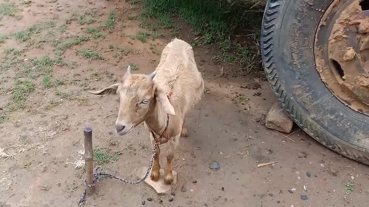 My goat childs is very sweets so got very angry