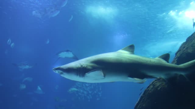 Underwater Footage wonderful deep blue sea