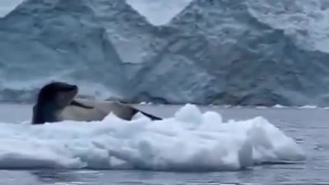 I made a mistake about the penguin language #shorts #shortvideo #funnyanimals