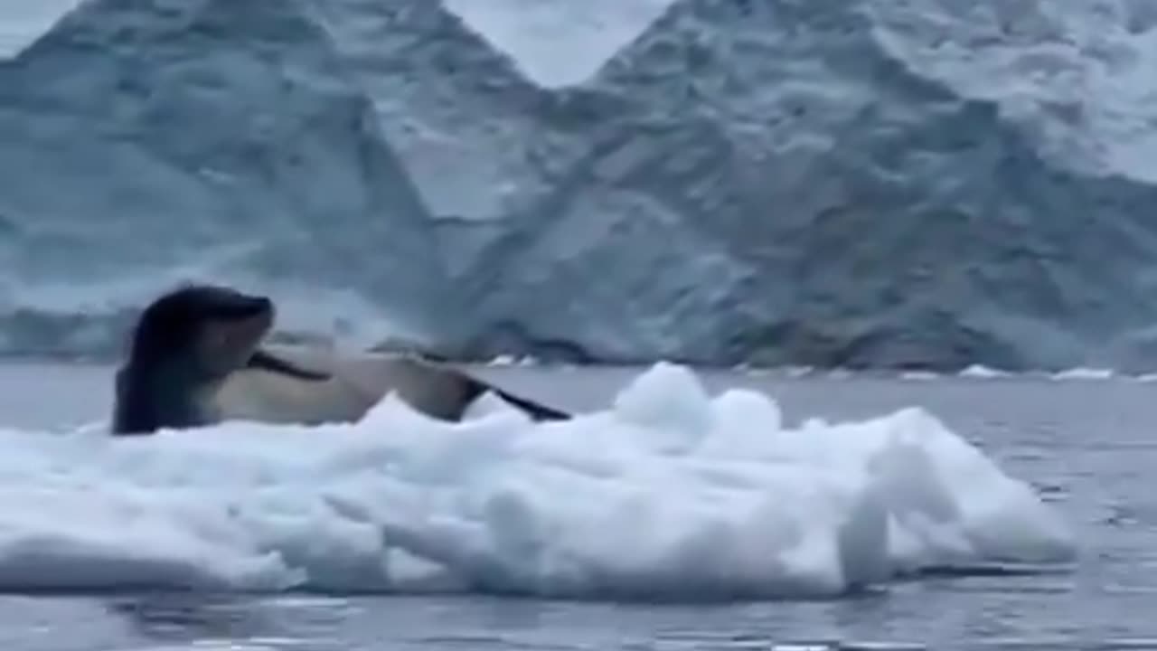 I made a mistake about the penguin language #shorts #shortvideo #funnyanimals