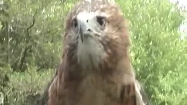 Red-tailed hawk