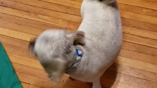 Dusty after his Grooming.