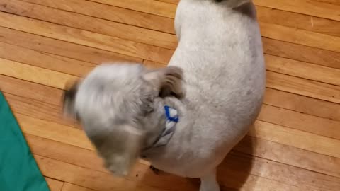 Dusty after his Grooming.