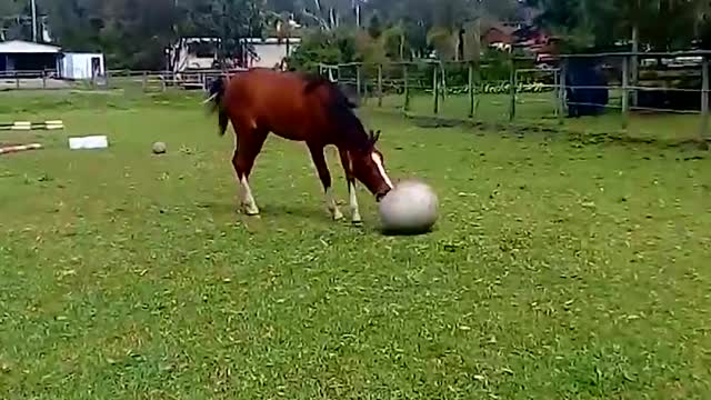 Cheeky Horses Love To Horse Around