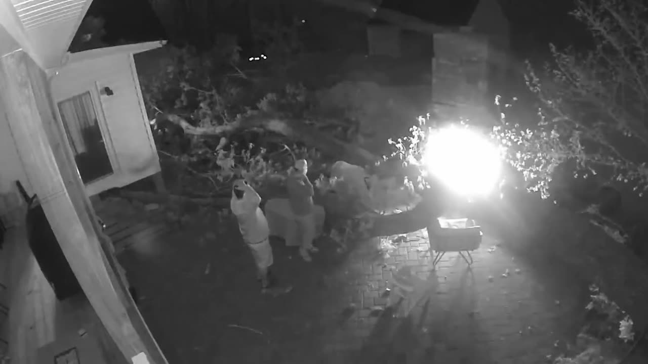 2 dads nearly get crushed by falling tree