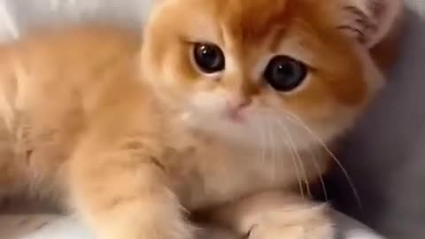 Cat videos cute cats kittens #cat #cute #kitten #pets #meow #videos #shorts #dog