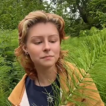 One of the oldest plants Horsetail, and it's health benefits