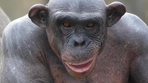 #factaboutanimal#trending#knowlegeable#forkids