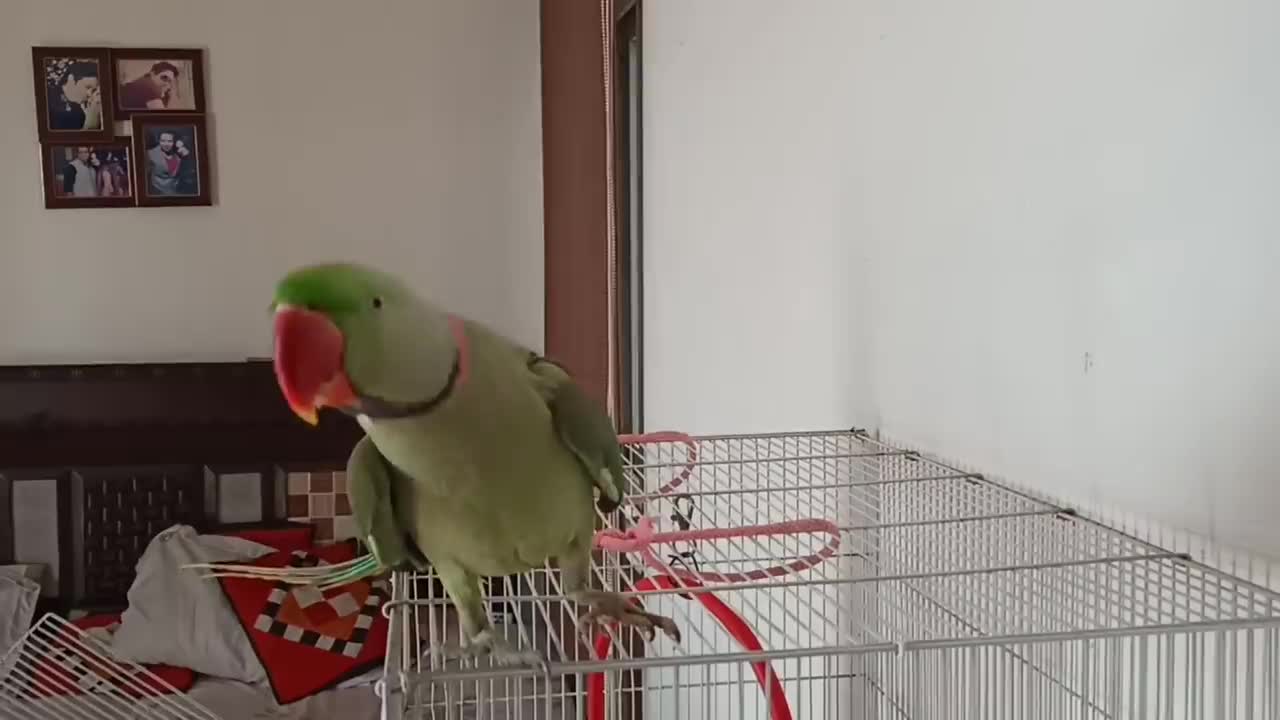 Pablo Parrot jaisi Singing aur Dance Nhi dhekha hoga p3