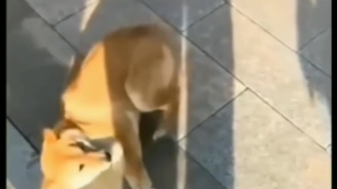 Dog and cat funny video