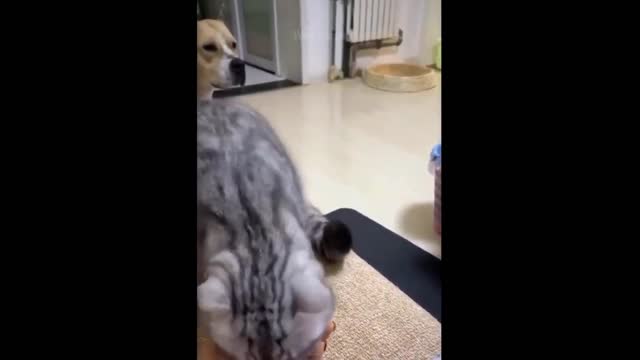 Funniest Animals - Best Of The 2021 Funny Animal Videos #3