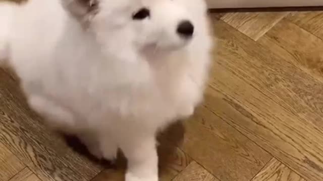 Samoyed as a kid