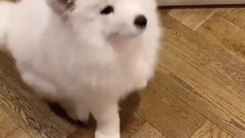 Samoyed as a kid