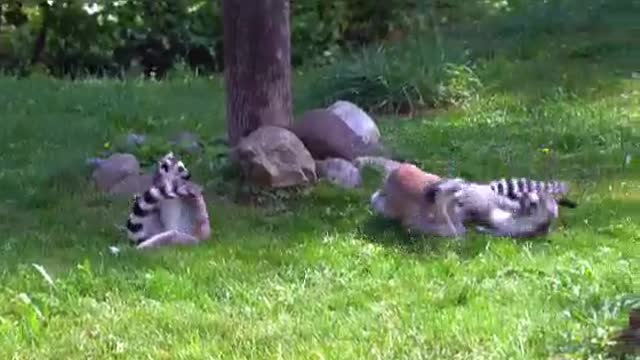 Cute Lemurs playing | Funny Lemurs