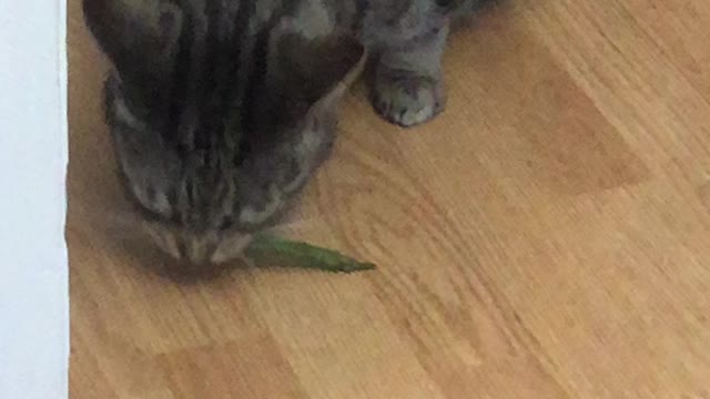 McGee the fierce bangle cat eating asparagus