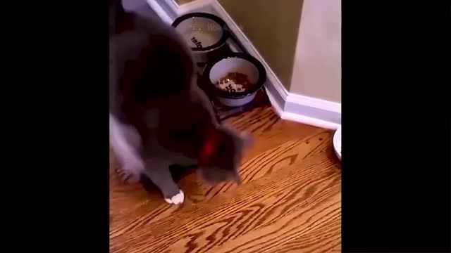 Funny Cats - Best of 2021