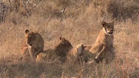 Pretty Lions