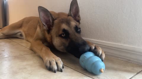 Dog and Peanut Butter