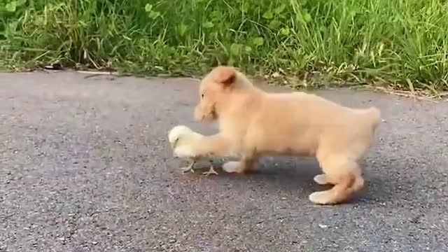 Pet dogs and chickens