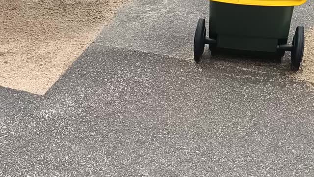 This Crow is Loving it
