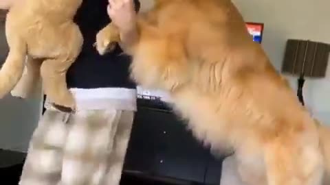 Dog Jealous of plush dog