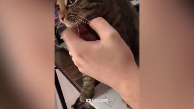 Funny cats reaction , try not to laugh