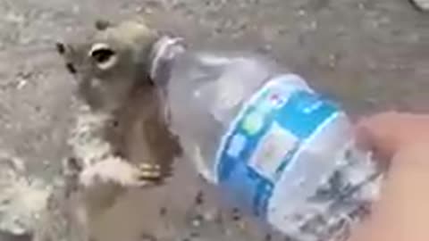 Squirrel wants water