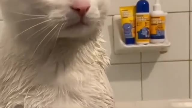 bath cat