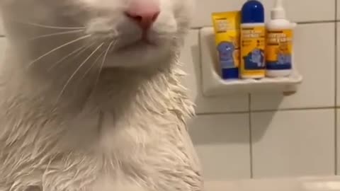 bath cat