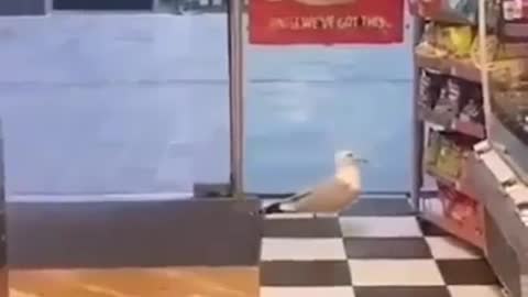 Lovely bird loves shopping, Funny as hell