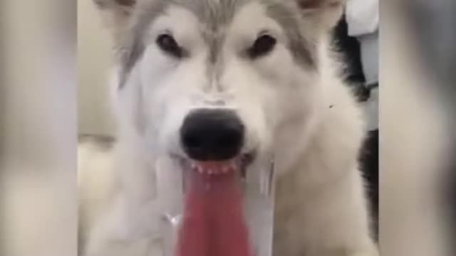 Funny Dogs Drinking Water - Funny Dog Videos