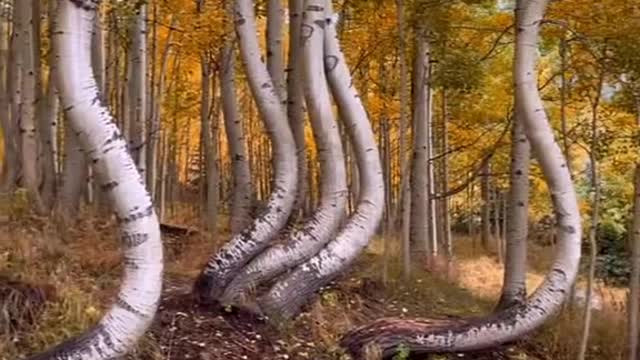 Looking for gold in Colorado